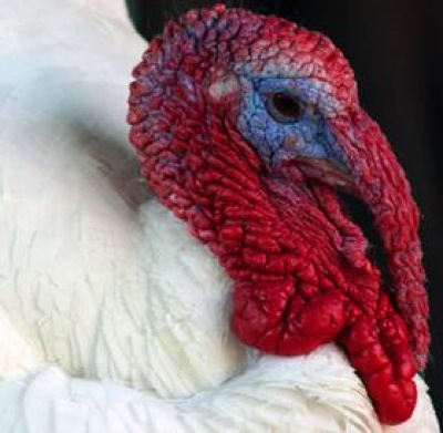 Recalled+ground+turkey+butterball