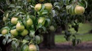 Pears