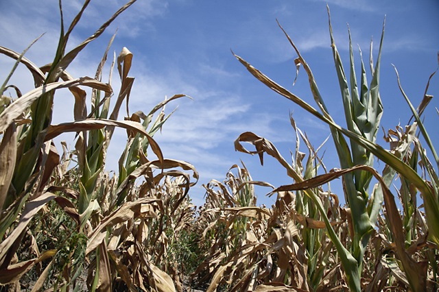 U.S. Drought Drives Up Food Prices Worldwide U.S. Drought Drives Up Food Prices Worldwide