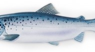 Salmon