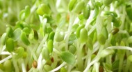 Sprouts