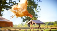 The Happy Egg Co.'s happy chicken