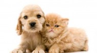 Pets-puppy and kitten