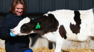 Aurora Organic Dairy