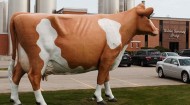 Golden Guernsey Dairy cow