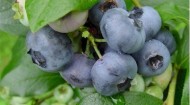 Blueberries