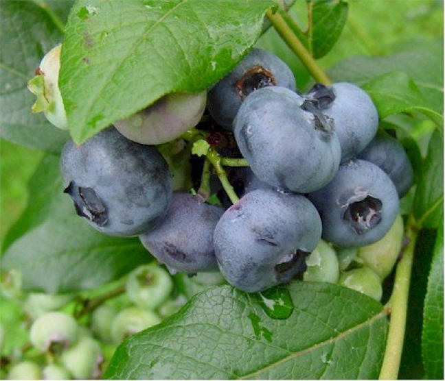 USHBC Releases Preliminary 2012 Blueberry Production Stats USHBC Releases Preliminary 2012 Blueberry Production Stats