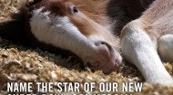 ANHEUSER-BUSCH CLYDESDALE