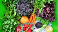 Greenling produce