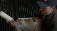 Budweiser Clydesdale