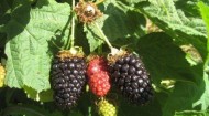 berries