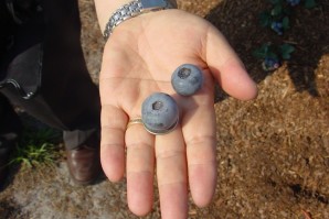 UGA Plant Produces Blueberries Up To Four Times The Average UGA Plant Produces Blueberries Up To Four Times The Average