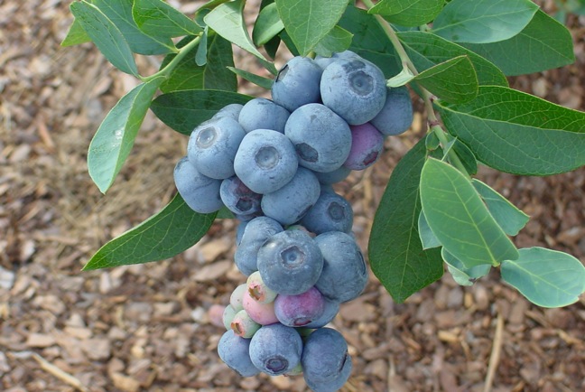 UGA Titan blueberry plant
