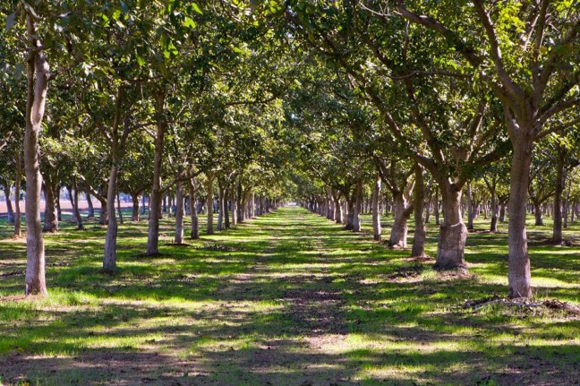 California Walnut Industry Expects Quality Crop Early California Walnut Industry Expects Quality Crop Early