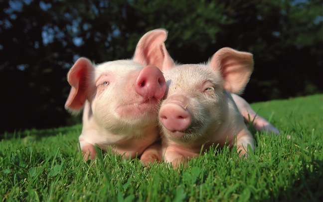 Pigs