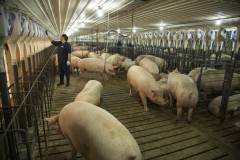 Cargill Moves To Group Housing For Company’s Sows Cargill Moves To Group Housing For Company’s Sows