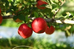 Domex Superfresh Talks Promotional Opps For Fall Apple Crop Domex Superfresh Talks Promotional Opps For Fall Apple Crop
