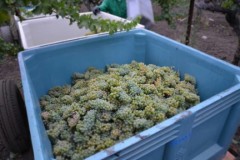 Napa Valley Harvest Begins Today Napa Valley Harvest Begins Today