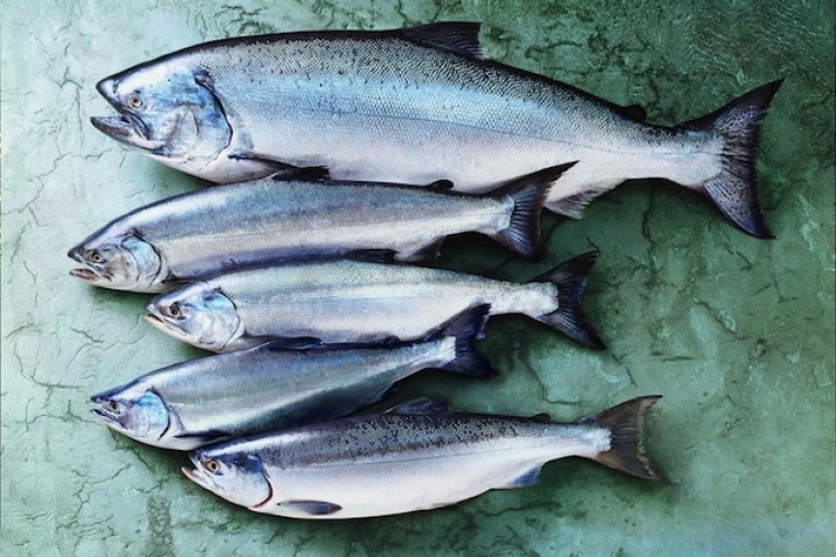 RecordBreaking Season Expected As Alaska's Wild Salmon Harvest Kicks Off