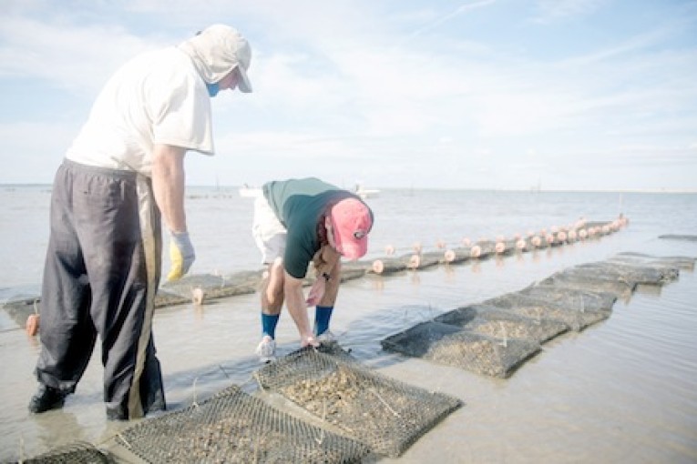 First Oyster Hatchery Debuts Near Savannah