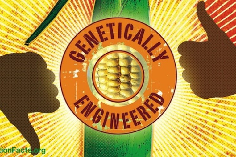 GMOs