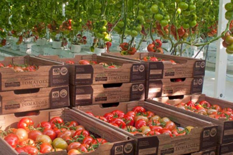 Organic tomatoes