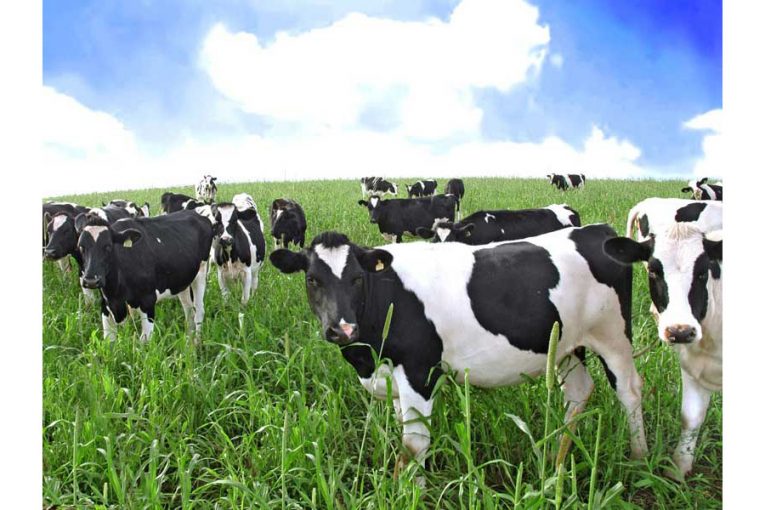 cows