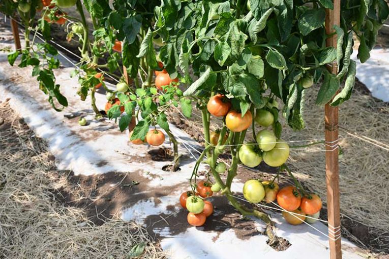 Tomatoes grown in a protected environment system. (Texas A&M AgriLife research photo)