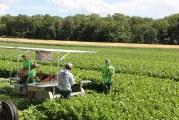 Trembling Prairie Farms Begins Wisconsin Celery Crop Harvest