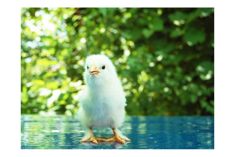 A chick photographed outside